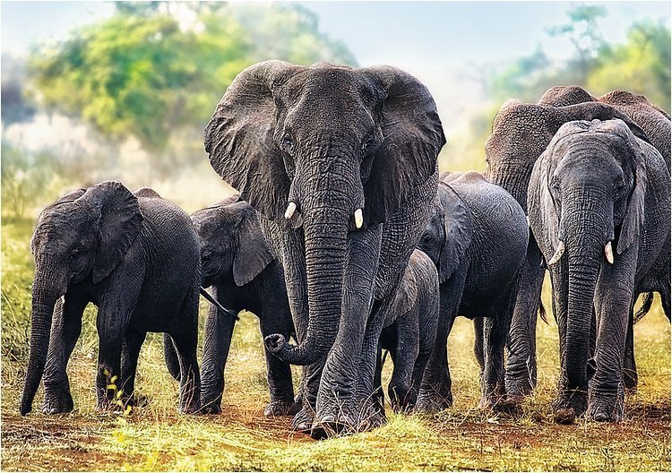 Пазл Африканские слоны 1000 элементов 10442 Trefl Трефл