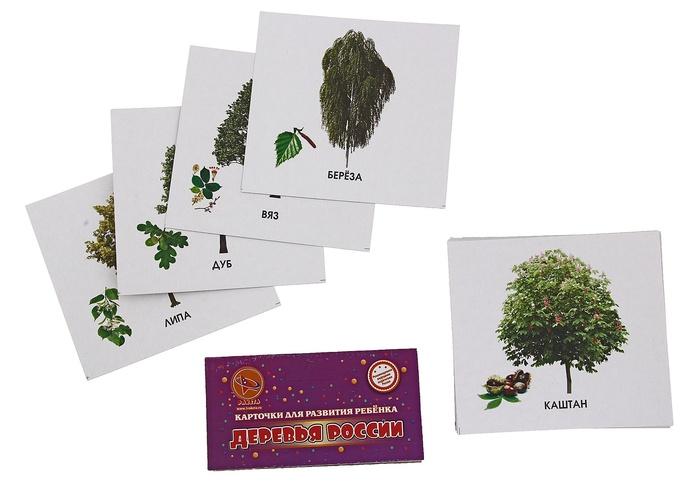 Карточки для развития ребенка Деревья России Ракета