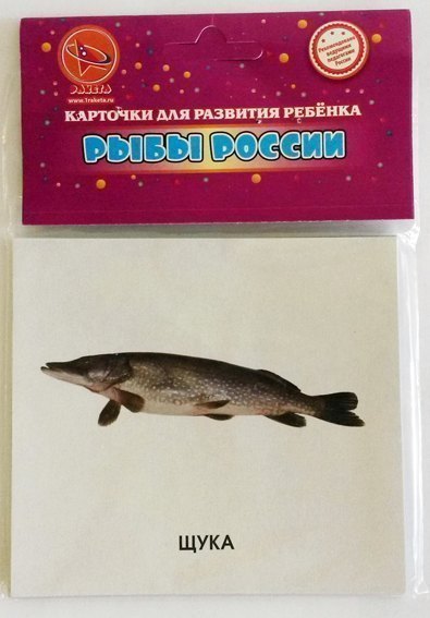 Карточки для развития ребенка Рыбы России Ракета