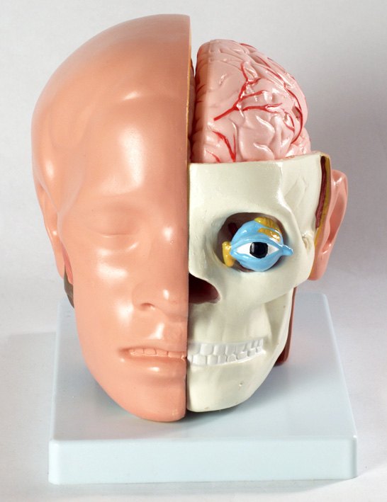 Модель Голова человека с мозгом XC-318B Бэмби