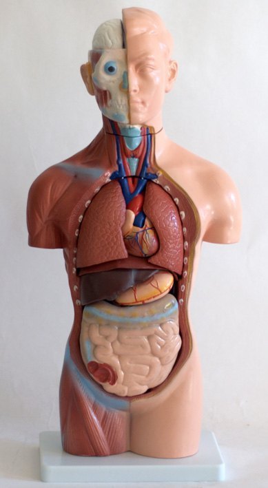 Анатомическая модель Торс человека большой 42 см XC-207 Бэмби