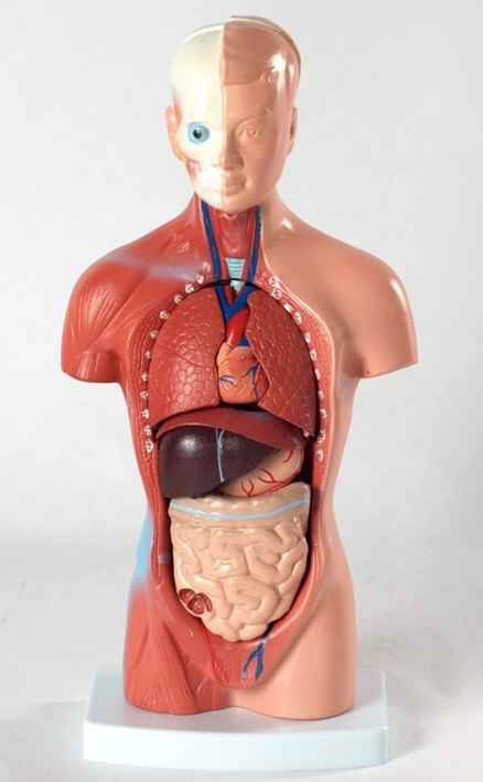 Анатомическая модель Торс человека малый 26 см XC-203 Бэмби